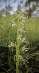 Habenaria quinqueseta