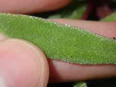Cleretum papulosum