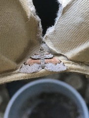 Xanthorhoe labradorensis