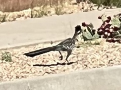 Geococcyx californianus