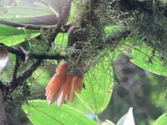 Cranioleuca erythrops