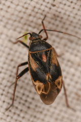 Polymerus