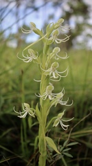 Habenaria quinqueseta