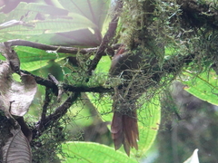 Cranioleuca erythrops