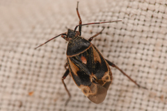Polymerus