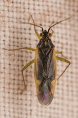 Orthotylus