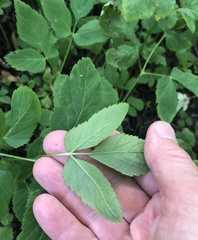 Aegopodium podagraria