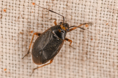 Capsus