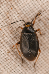 Capsus