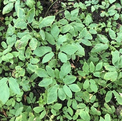 Aegopodium podagraria