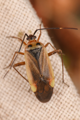 Adelphocoris