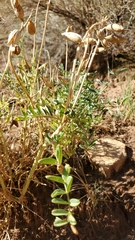 Astragalus praelongus