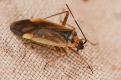 Adelphocoris