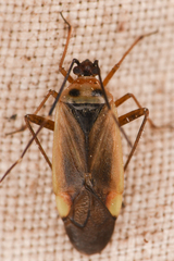 Adelphocoris
