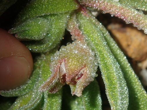 Image of Cleretum papulosum by (c) Thomas Mesaglio, some rights reserved (CC BY)