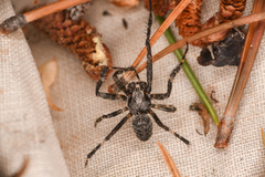 Araneus saevus