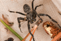 Araneus saevus