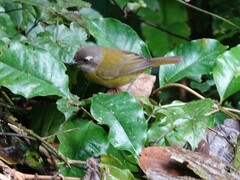 Chlorospingus flavopectus