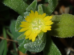 Cleretum papulosum
