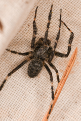 Araneus saevus