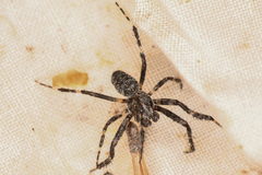 Araneus saevus
