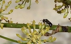 Hylaeus