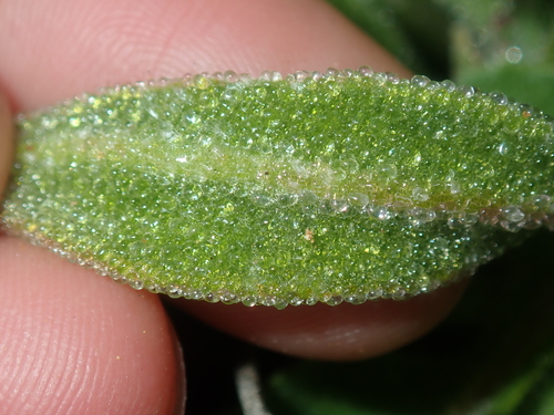 Image of Cleretum papulosum by (c) Thomas Mesaglio, some rights reserved (CC BY)