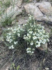 Zinnia acerosa