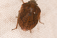 Homaemus