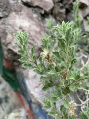 Ericameria obovata