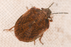 Homaemus
