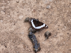 Limenitis weidemeyerii