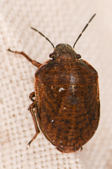 Homaemus