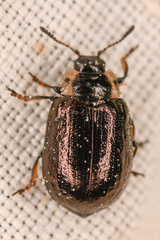 Chrysomela schaefferi