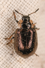 Chrysomela schaefferi