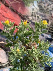Ericameria obovata