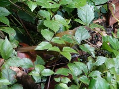 Chlorospingus flavopectus