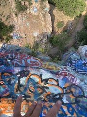 Erigeron arenarioides