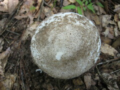 Amidella