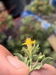 Ericameria obovata