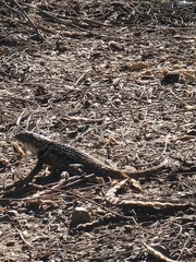 Sceloporus magister