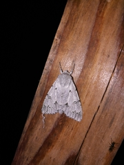 Acronicta leporina