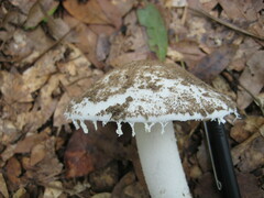 Amidella