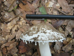 Amidella