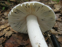 Amidella
