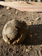 Pisolithus tinctorius