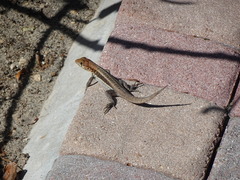 Leiocephalus psammodromus