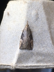Hypena humuli