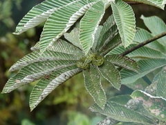 Bothriechis nigroviridis