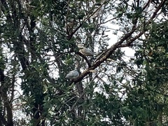 Streptopelia roseogrisea